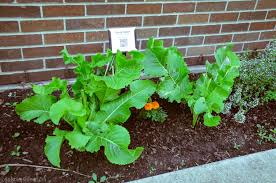 Attēlu rezultāti vaicājumam “Armoracia rusticana leaf”