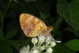 Attēlu rezultāti vaicājumam “Brenthis daphne underside”