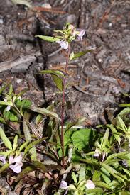 Attēlu rezultāti vaicājumam “Pedicularis palustris subsp. opsiantha”