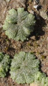 Attēlu rezultāti vaicājumam “Riccia cavernosa”