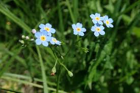 Attēlu rezultāti vaicājumam “Myosotis sparsiflora”