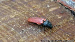 Attēlu rezultāti vaicājumam “Ampedus sanguineus”