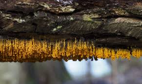 Attēlu rezultāti vaicājumam “Badhamia utricularis”