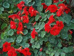 Image result for Tropaeolum majes