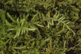 Attēlu rezultāti vaicājumam “Brachythecium campestre”