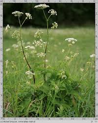 Attēlu rezultāti vaicājumam “Chaerophyllum aromaticum fruit”