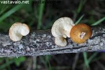 Attēlu rezultāti vaicājumam “Lentinus suavissimus”