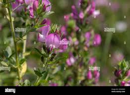 Attēlu rezultāti vaicājumam “Ononis arvensis flower”