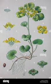 Attēlu rezultāti vaicājumam “Chrysosplenium alternifolium flower”