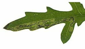 Attēlu rezultāti vaicājumam “Centaurea scabiosa leaf”