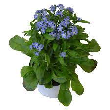 Image result for Vergissmeinnicht