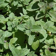 Attēlu rezultāti vaicājumam “Mentha x piperita”