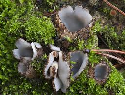 Attēlu rezultāti vaicājumam “Geopora arenicola”