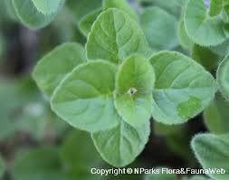 Attēlu rezultāti vaicājumam “Origanum vulgare leaf”