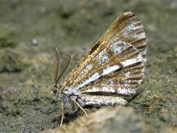 Attēlu rezultāti vaicājumam “Bupalus piniaria”