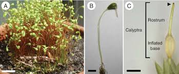 Attēlu rezultāti vaicājumam “Funaria hygrometrica”