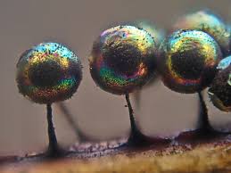 Attēlu rezultāti vaicājumam “Lamproderma pseudomaculatum macro”