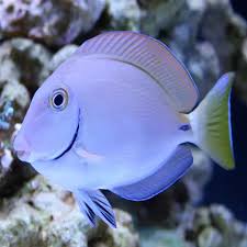 Image result for Acanthurus bahianus