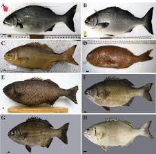 Image result for Kyphosus