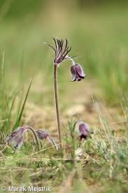 Attēlu rezultāti vaicājumam “Pulsatilla pratensis bud”