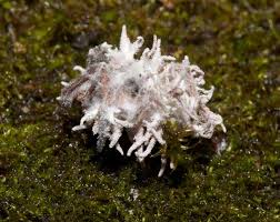 Attēlu rezultāti vaicājumam “Torrubiella arachnophila”