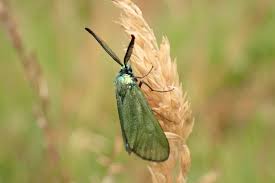 Attēlu rezultāti vaicājumam “Adscita statices”