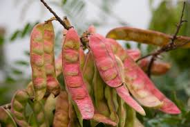 Attēlu rezultāti vaicājumam “Taraxacum officinale aggr. fruit”