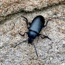 Attēlu rezultāti vaicājumam “Tenebrionidae”