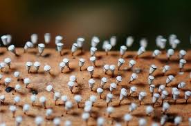 Attēlu rezultāti vaicājumam “Craterium leucocephalum”