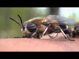 Attēlu rezultāti vaicājumam “Heptatoma pellucens”