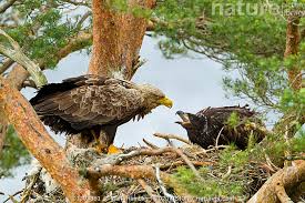 Attēlu rezultāti vaicājumam “Haliaeetus albicilla adult”