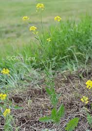 Attēlu rezultāti vaicājumam “Sisymbrium loeselii flower”
