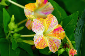 Image result for Mirabilis jalapa