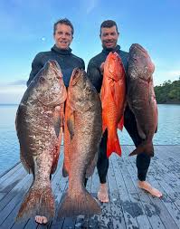 Image result for Lutjanus colorado