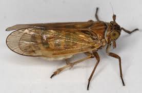 Attēlu rezultāti vaicājumam “Javesella pellucida”