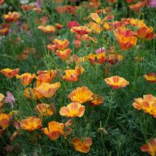 Attēlu rezultāti vaicājumam “Eschscholzia californica flower”