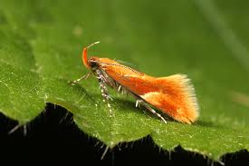 Attēlu rezultāti vaicājumam “Epicallima formosella”