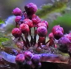 Attēlu rezultāti vaicājumam “Cribraria purpurea stalked”