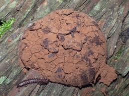 Attēlu rezultāti vaicājumam “Lindbladia tubulina”