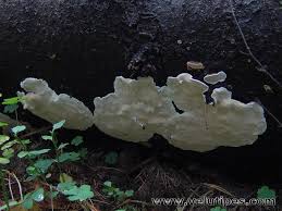 Attēlu rezultāti vaicājumam “Heterobasidion parviporum”