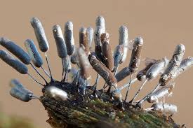 Attēlu rezultāti vaicājumam “Stemonitopsis typhina”