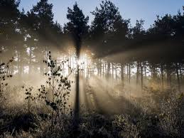 Image result for Surrey Bowmen