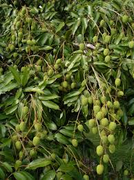 Image result for Litchi chinensis
