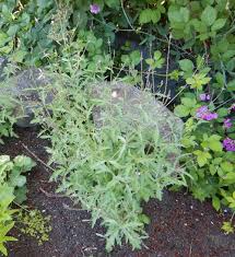Image result for Verbena officinalis