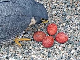 Attēlu rezultāti vaicājumam “Maculinea alcon eggs”
