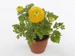 Attēlu rezultāti vaicājumam “Ranunculus brunnescens”