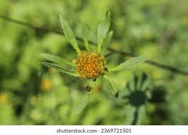 Attēlu rezultāti vaicājumam “Bidens frondosa”