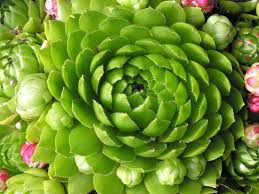 Attēlu rezultāti vaicājumam “Jovibarba globifera bud”