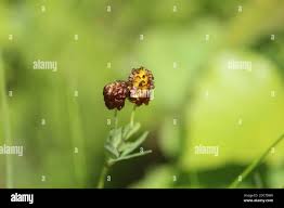 Attēlu rezultāti vaicājumam “Trifolium spadiceum leaf”