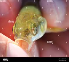 Image result for Mylopharodon conocephalus